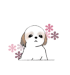 Stickers_Shih Tzu_h シーズースタンプ（個別スタンプ：39）