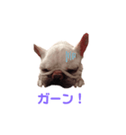 グリコV2（個別スタンプ：37）