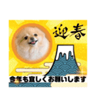 ポメラニアンのモアちゃんお正月編（個別スタンプ：1）