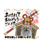 ポメラニアンのモアちゃんお正月編（個別スタンプ：2）