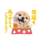 ポメラニアンのモアちゃんお正月編（個別スタンプ：4）