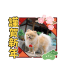 ポメラニアンのモアちゃんお正月編（個別スタンプ：6）