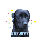 黒ラブラドールレトリバー ニッキー（個別スタンプ：2）
