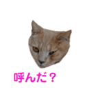 猫ちゃんStampss（個別スタンプ：1）