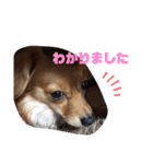 チワックスルークの一日7（個別スタンプ：7）
