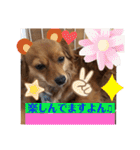 チワックスルークの一日7（個別スタンプ：10）