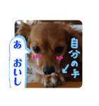 チワックスルークの一日7（個別スタンプ：16）