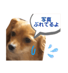 チワックスルークの一日7（個別スタンプ：18）