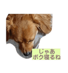 チワックスルークの一日7（個別スタンプ：25）