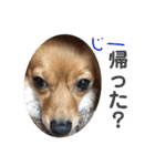チワックスルークの一日7（個別スタンプ：31）
