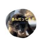 可愛い動物たちがいろいろ言ってますわっ（個別スタンプ：11）