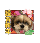 シーズー犬ぽぽ 2022年末年始（個別スタンプ：1）