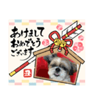 シーズー犬ぽぽ 2022年末年始（個別スタンプ：2）