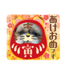 シーズー犬ぽぽ 2022年末年始（個別スタンプ：6）