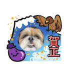 シーズー犬ぽぽ 2022年末年始（個別スタンプ：7）