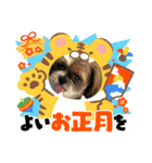 シーズー犬ぽぽ 2022年末年始（個別スタンプ：8）