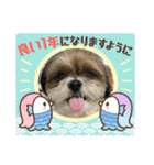 シーズー犬ぽぽ 2022年末年始（個別スタンプ：9）