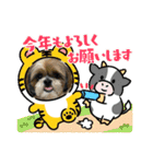 シーズー犬ぽぽ 2022年末年始（個別スタンプ：10）