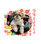 シーズー犬ぽぽ 2022年末年始（個別スタンプ：11）