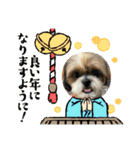 シーズー犬ぽぽ 2022年末年始（個別スタンプ：12）