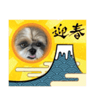 シーズー犬ぽぽ 2022年末年始（個別スタンプ：13）