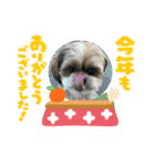 シーズー犬ぽぽ 2022年末年始（個別スタンプ：15）