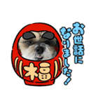 シーズー犬ぽぽ 2022年末年始（個別スタンプ：16）