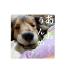璃空とぽんずと愉快な仲間たち2（個別スタンプ：2）