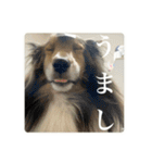 璃空とぽんずと愉快な仲間たち2（個別スタンプ：3）
