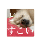 璃空とぽんずと愉快な仲間たち2（個別スタンプ：5）