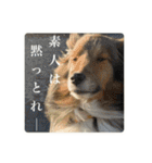 璃空とぽんずと愉快な仲間たち2（個別スタンプ：6）