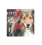 璃空とぽんずと愉快な仲間たち2（個別スタンプ：9）