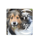璃空とぽんずと愉快な仲間たち2（個別スタンプ：13）