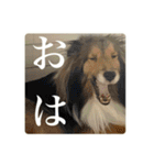 璃空とぽんずと愉快な仲間たち2（個別スタンプ：16）