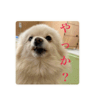 璃空とぽんずと愉快な仲間たち2（個別スタンプ：19）