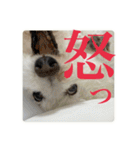 璃空とぽんずと愉快な仲間たち2（個別スタンプ：22）