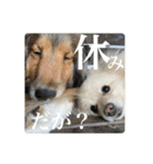 璃空とぽんずと愉快な仲間たち2（個別スタンプ：27）