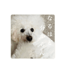 璃空とぽんずと愉快な仲間たち2（個別スタンプ：31）