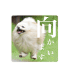 璃空とぽんずと愉快な仲間たち2（個別スタンプ：32）