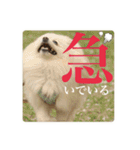 璃空とぽんずと愉快な仲間たち2（個別スタンプ：33）