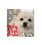 璃空とぽんずと愉快な仲間たち2（個別スタンプ：36）