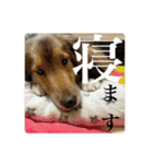 璃空とぽんずと愉快な仲間たち2（個別スタンプ：37）