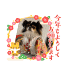 無敵わんちゃんSERA④（個別スタンプ：2）