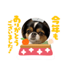 無敵わんちゃんSERA④（個別スタンプ：3）
