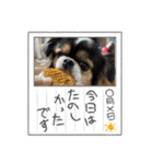 無敵わんちゃんSERA④（個別スタンプ：7）