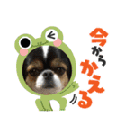 無敵わんちゃんSERA④（個別スタンプ：12）