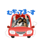 無敵わんちゃんSERA④（個別スタンプ：13）