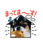 無敵わんちゃんSERA④（個別スタンプ：14）