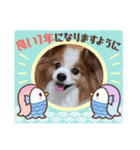 ぱぴぱぴパピヨン55（個別スタンプ：4）