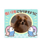 ぱぴぱぴパピヨン55（個別スタンプ：5）
